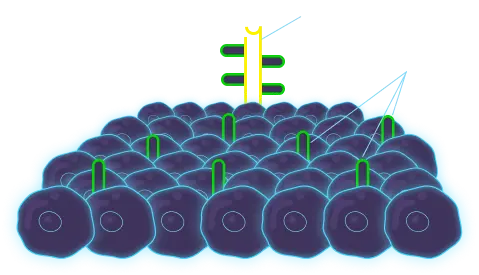 XenImmune