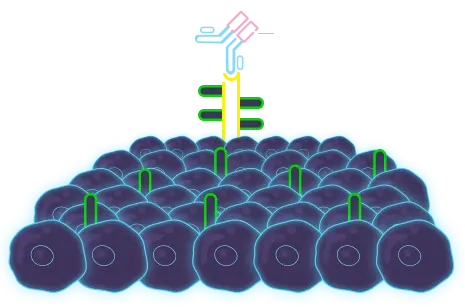 XenImmune